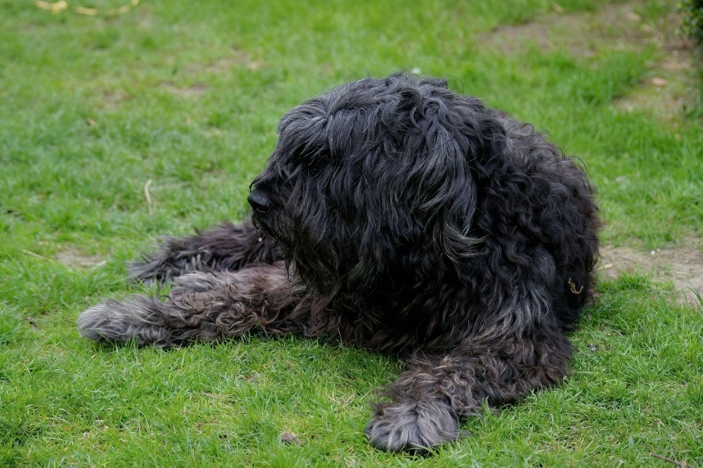 Whiskey, a large shaggy black dog lying on the grass